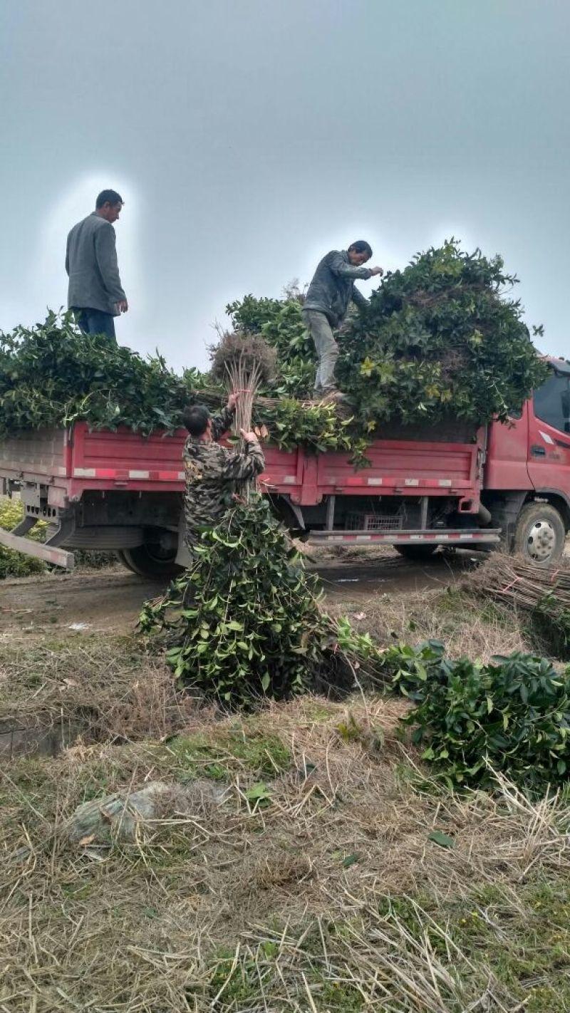 金桂桂花苗桂花树苗园林桂花树苗绿化自产自销批发价
