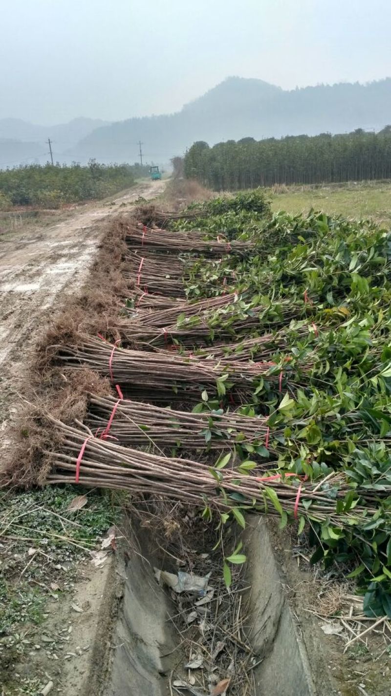 金桂桂花苗桂花树苗园林桂花树苗绿化自产自销批发价