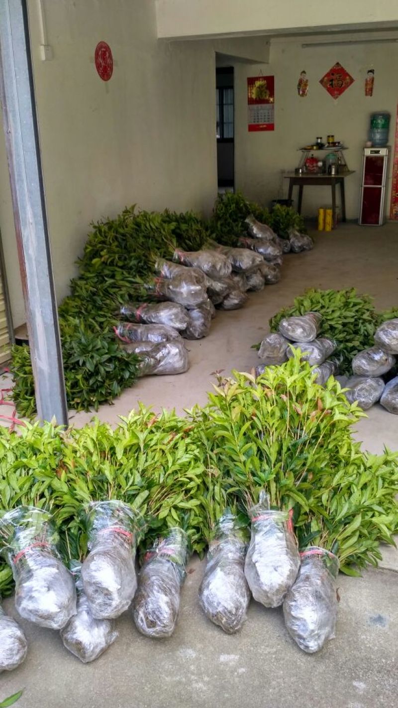 金桂桂花苗桂花树苗园林桂花树苗绿化自产自销批发价