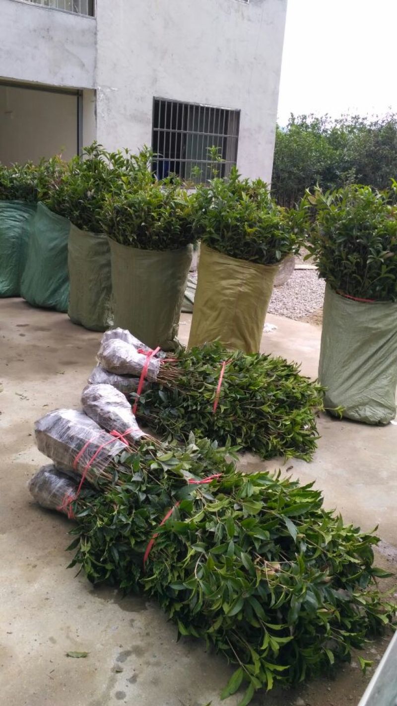 金桂桂花苗桂花树苗园林桂花树苗绿化自产自销批发价