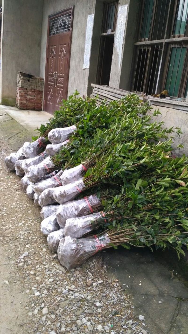 金桂桂花苗桂花树苗园林桂花树苗绿化自产自销批发价
