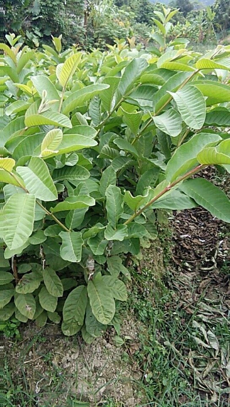 番石榴苗30~50cm