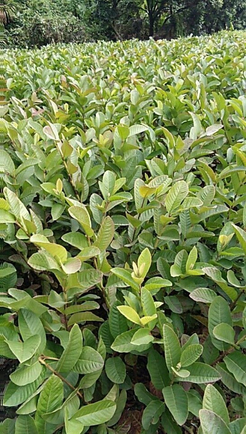 番石榴苗30~50cm