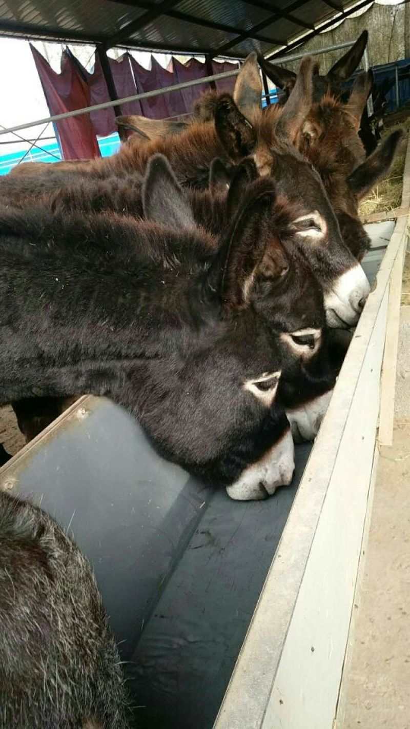 驴肉鲜货