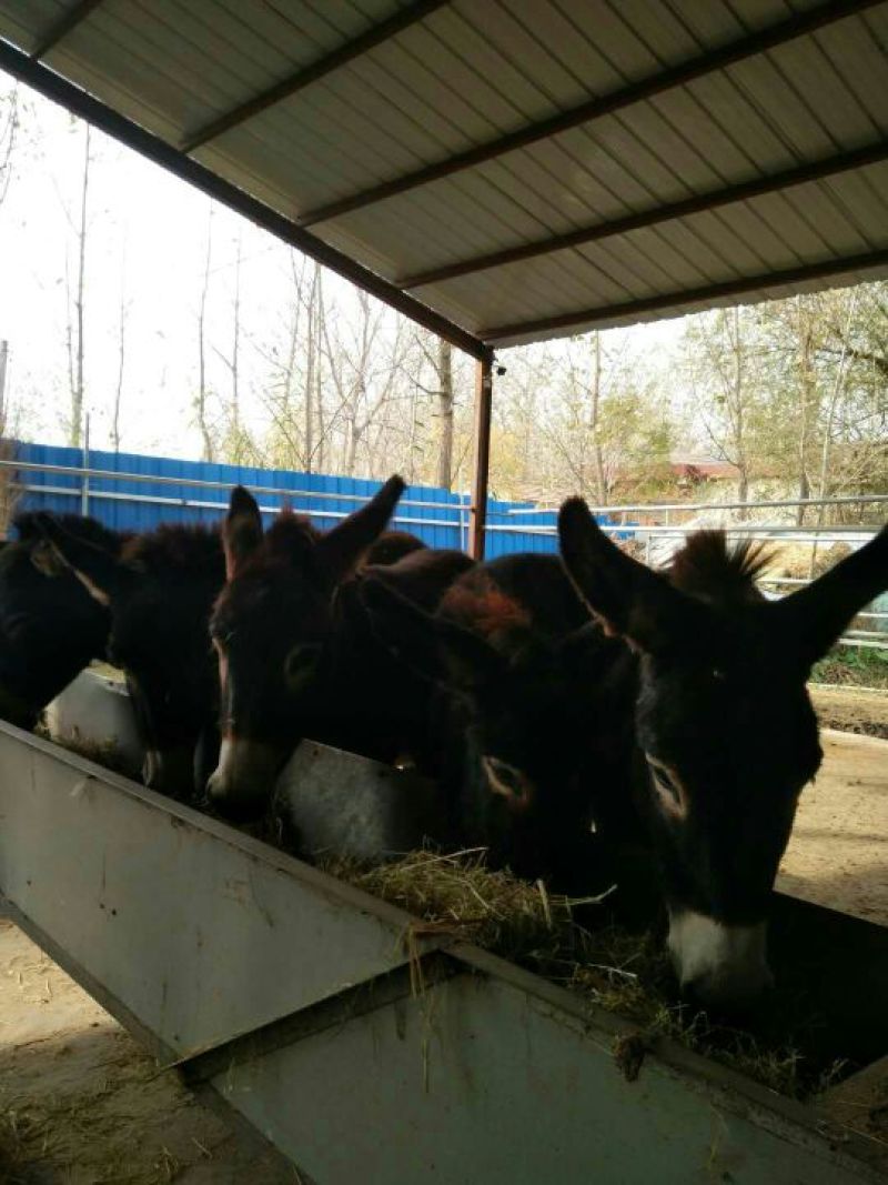 驴肉鲜货
