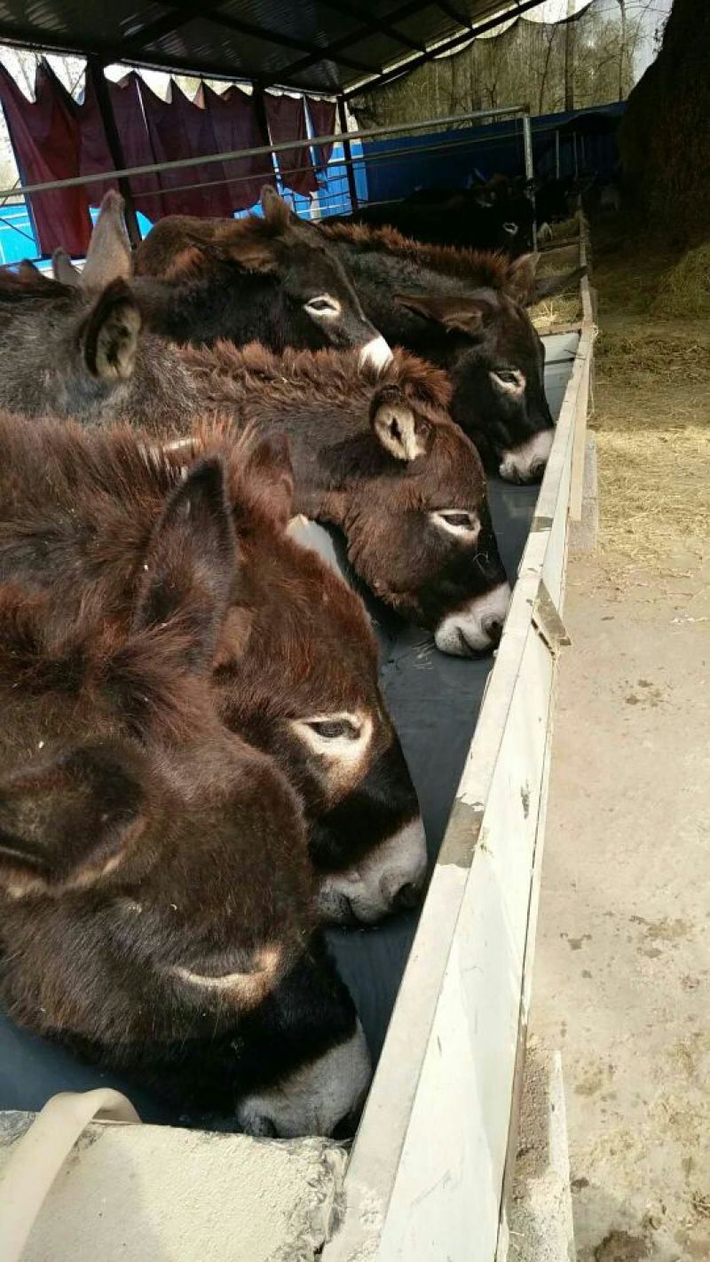 驴肉鲜货