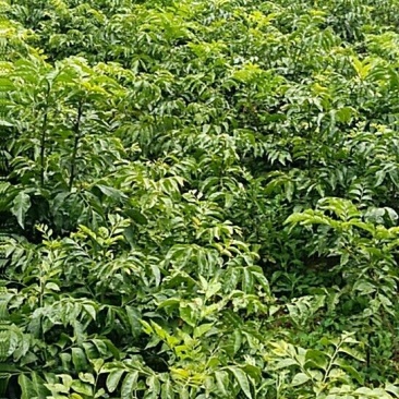 黄皮果苗10~20cmcm