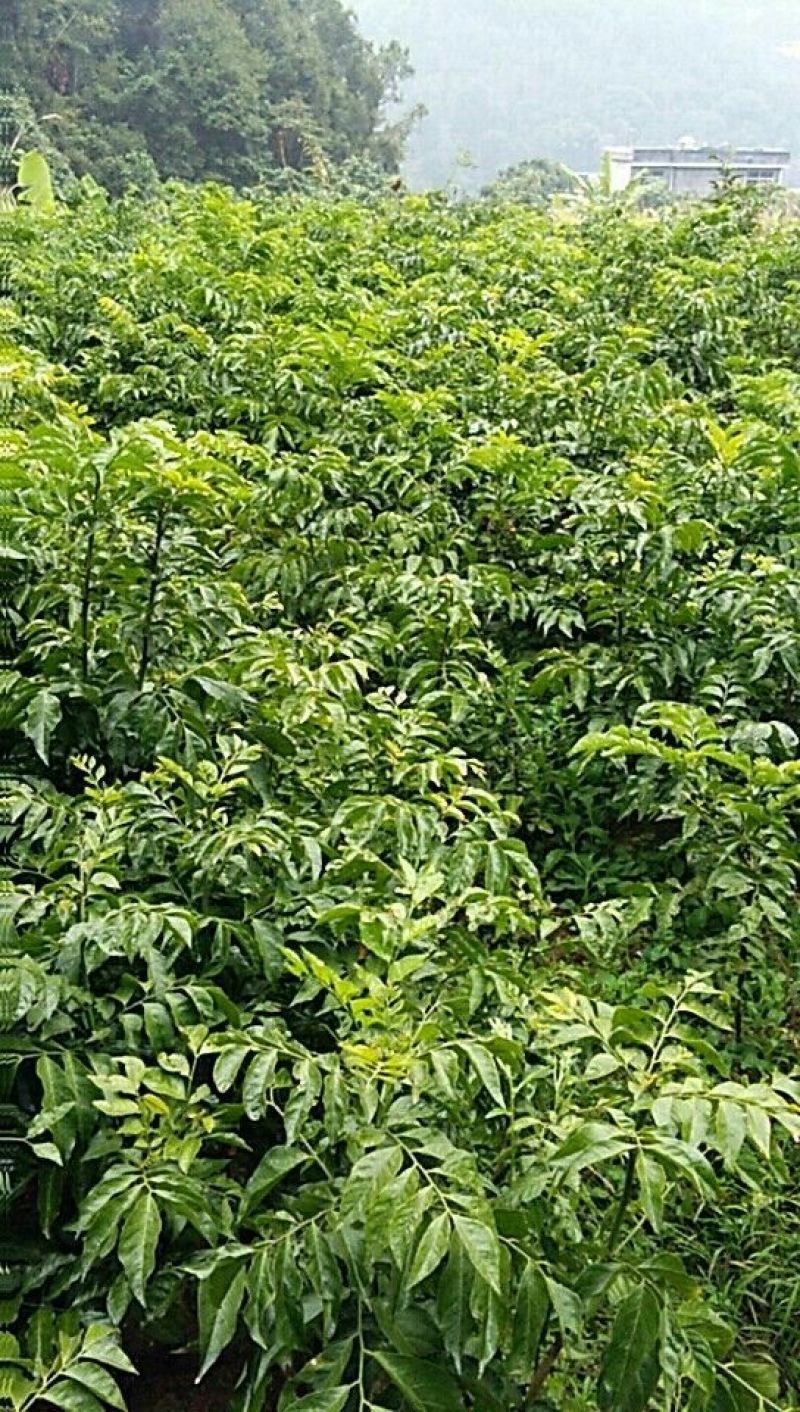 黄皮果苗10~20cmcm