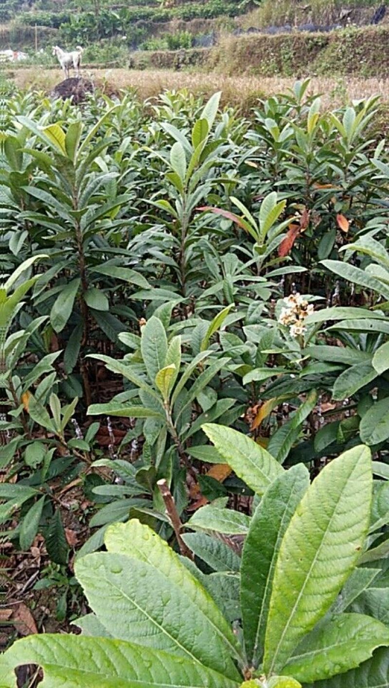 枇杷树苗30~50cm