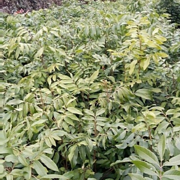 龙眼树苗20~30cm