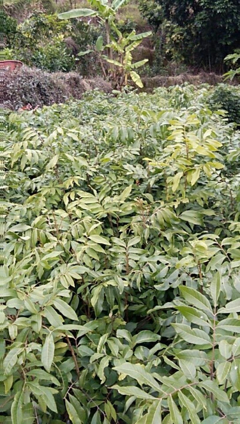 龙眼树苗20~30cm