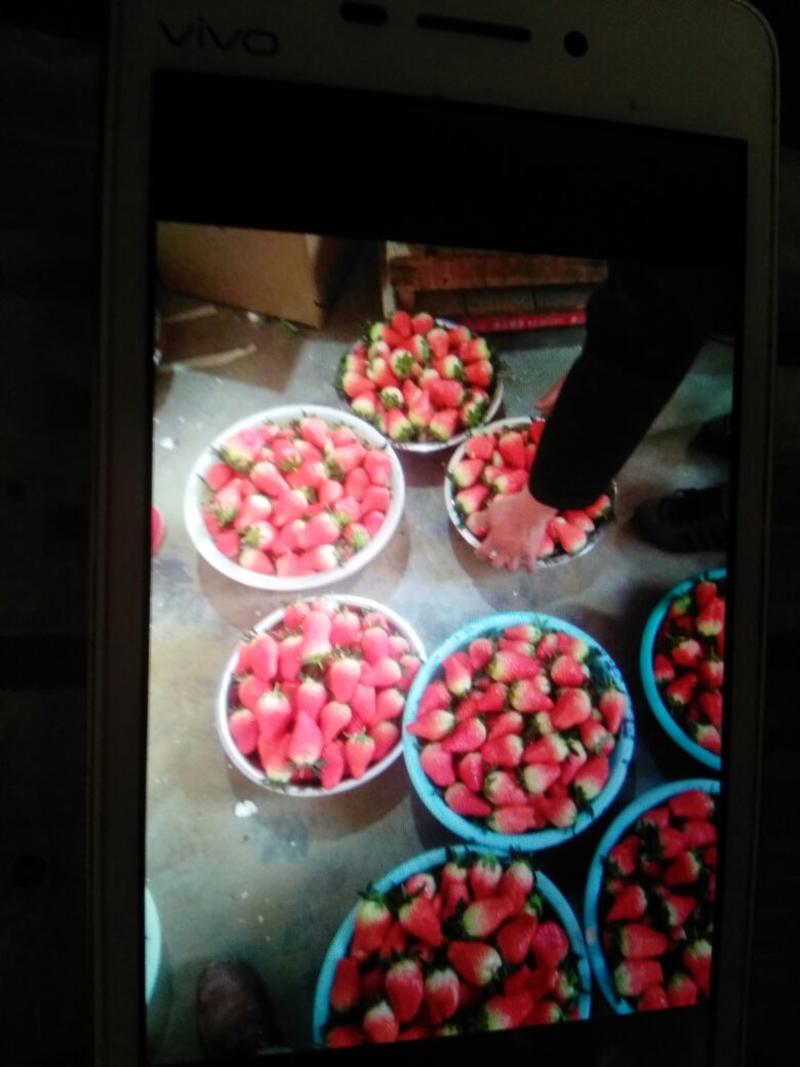 甜宝草莓20~30克