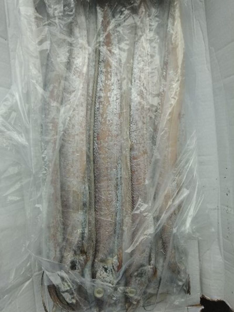 刀鱼食用冻鱼