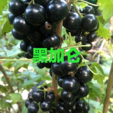 黑加仑苗。基地直发。价格低。成活率高。服务好量大优惠。