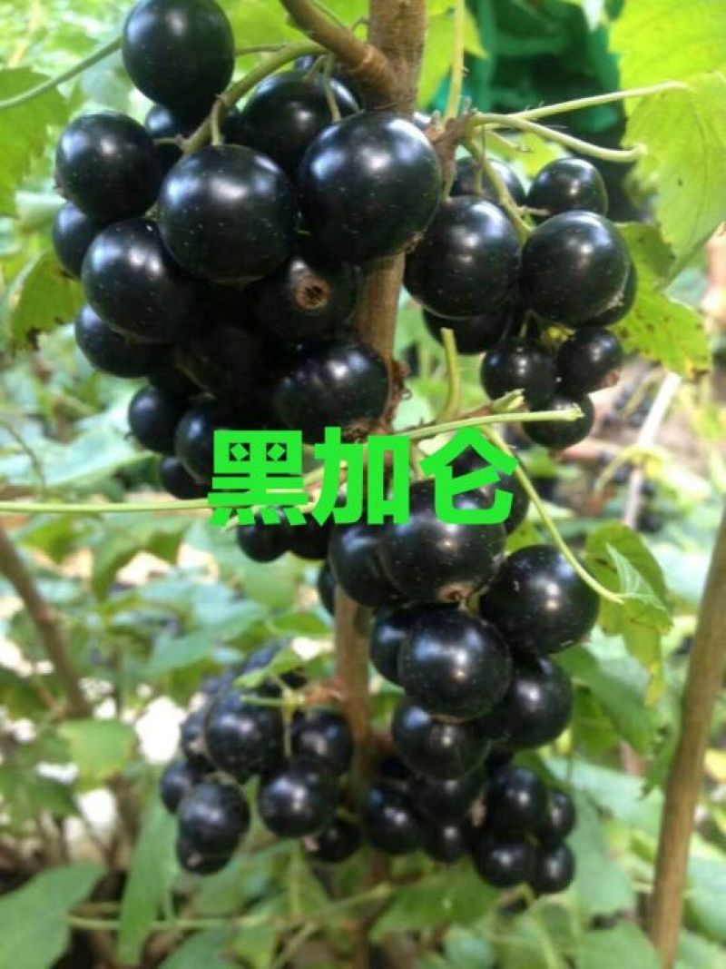 黑加仑苗。基地直发。价格低。成活率高。服务好量大优惠。
