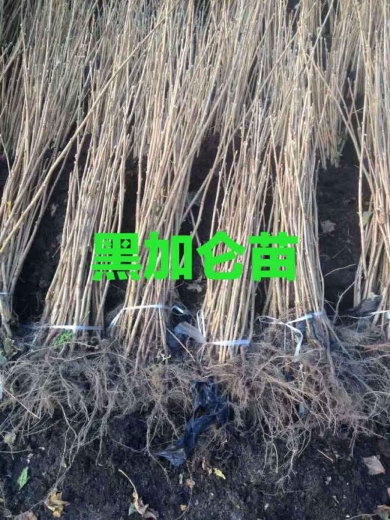 黑加仑苗。基地直发。价格低。成活率高。服务好量大优惠。