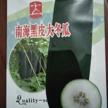 冬瓜种子黑皮冬瓜，心室小，光亮黑，耐运输