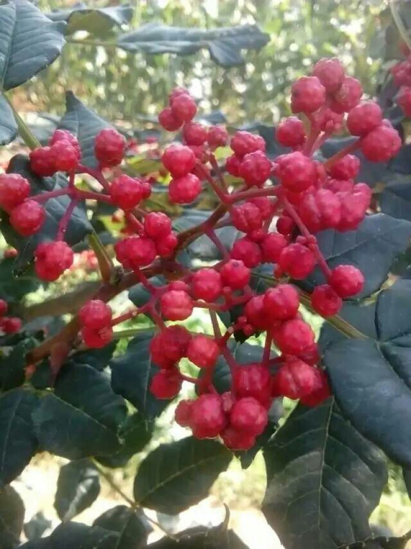 大红袍花椒特级