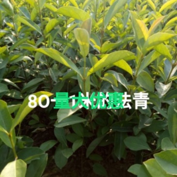 冬青2~4cm0.5~1米