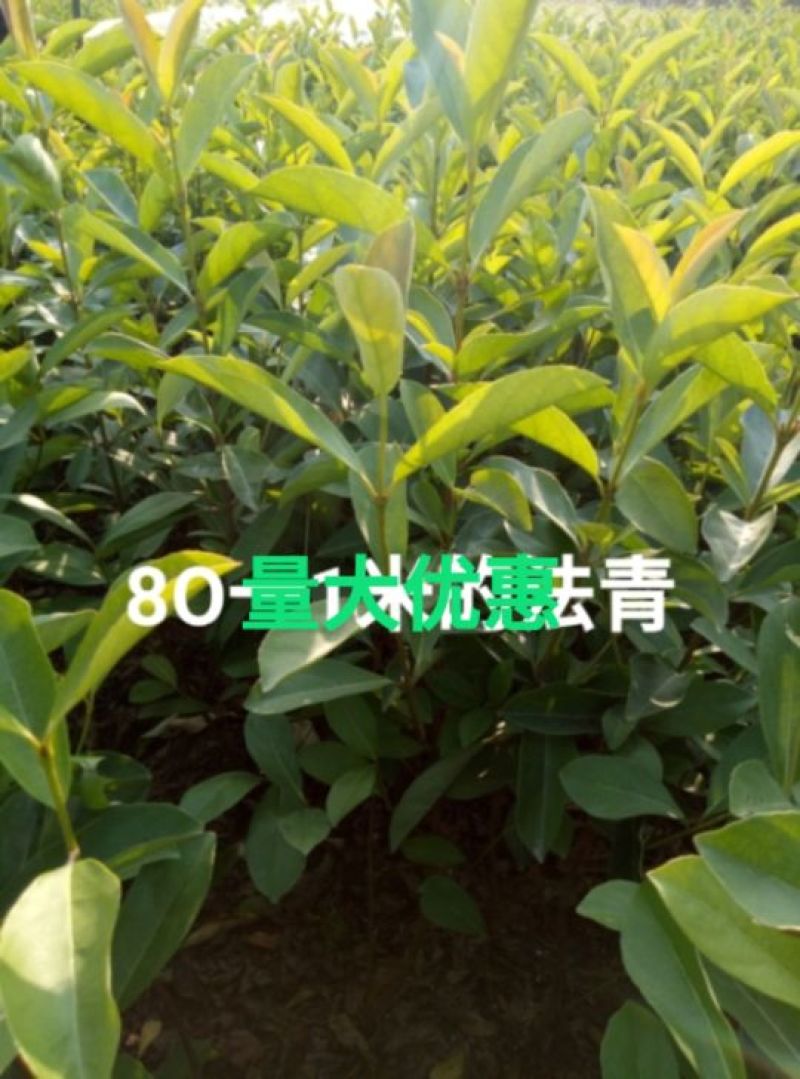 冬青2~4cm0.5~1米