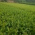 冬青2~4cm0.5~1米