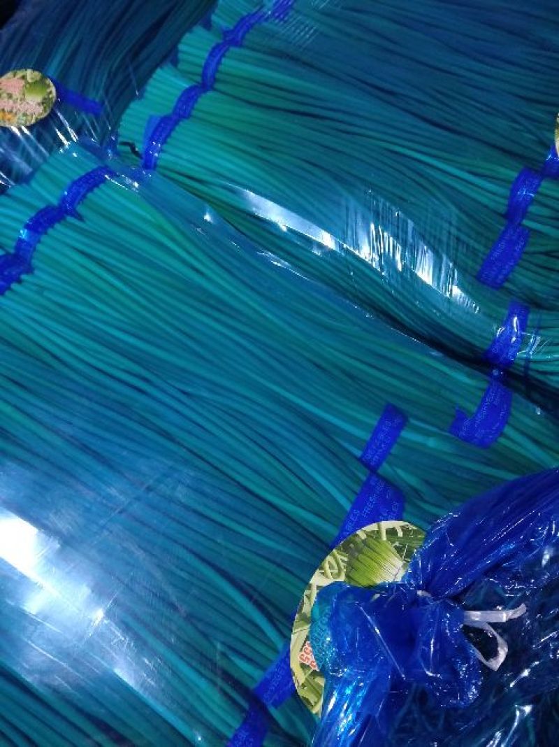 大量供应红帽蒜苔各种精品小把加工保证质量产地直发