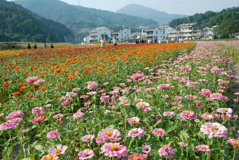 野花组合种子花海必备品种