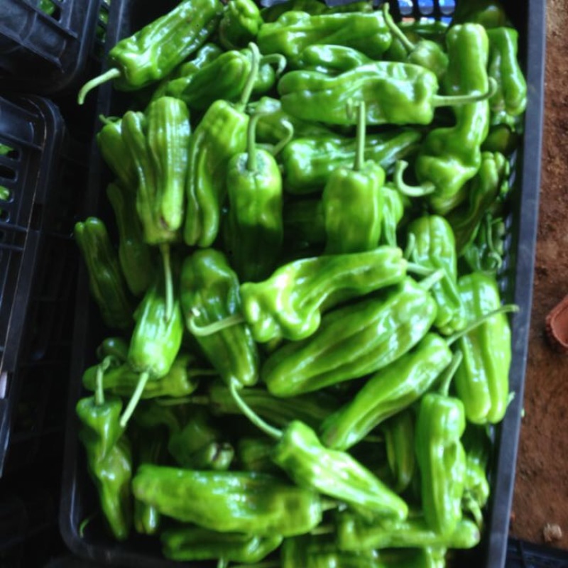 芜湖椒10~15厘米中辣青