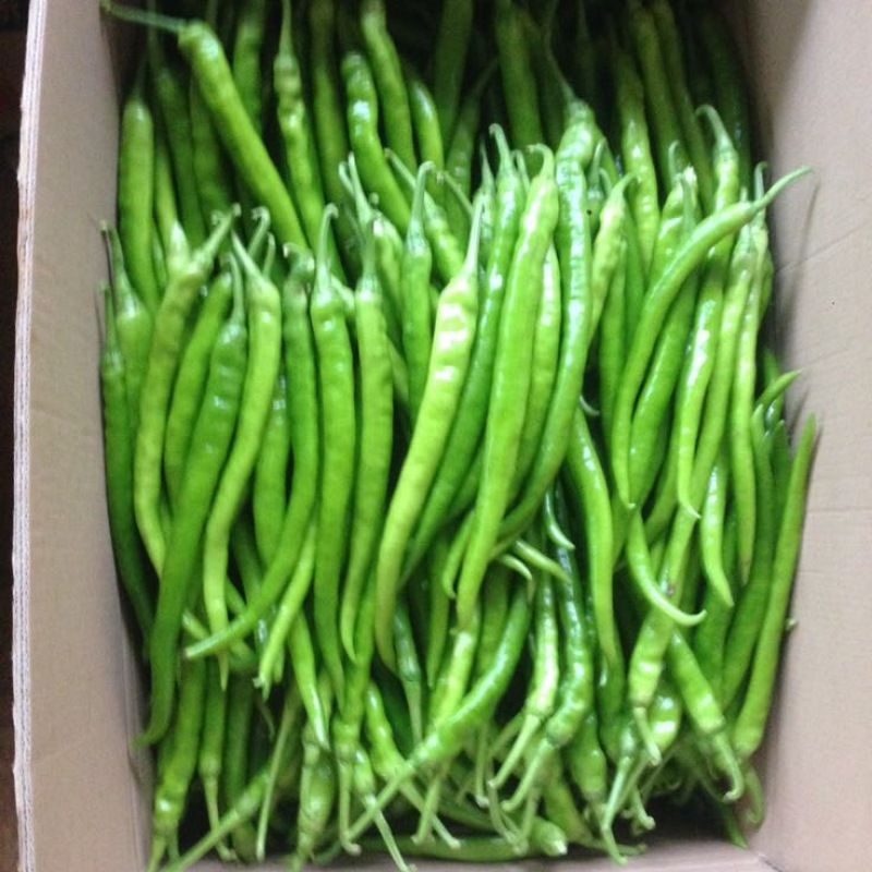 芜湖椒10~15厘米中辣青