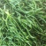芜湖椒10~15厘米中辣青