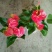 140#红掌大维多盆栽