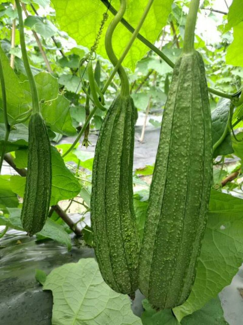广东省大花点角瓜25厘米以上苗场直出