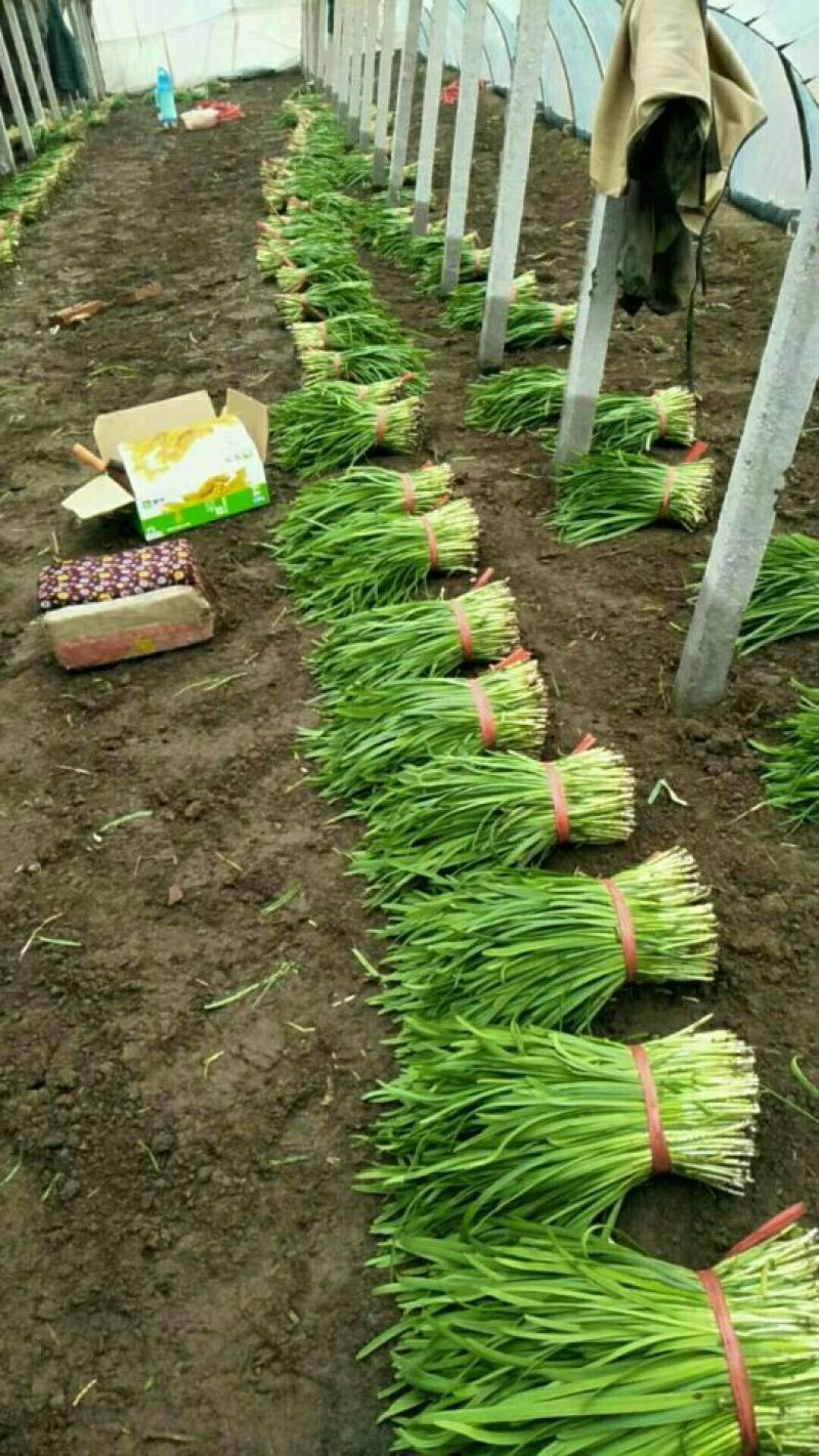 韭菜二茬