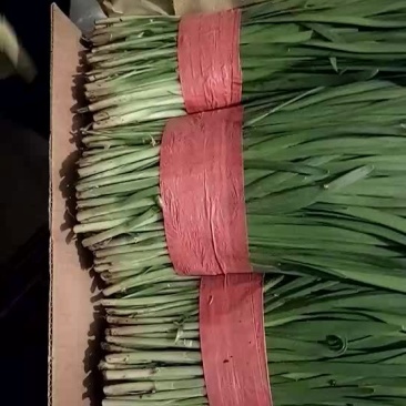 韭菜二茬