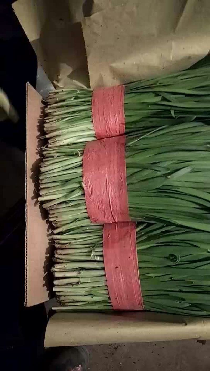 韭菜二茬
