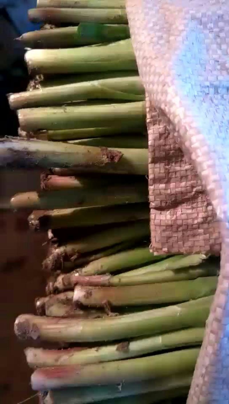 韭菜二茬