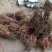 猕猴桃苗实生苗0.2~0.4cm30cm以下