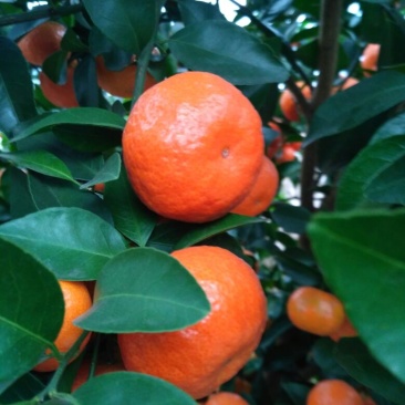 荔浦沙糖桔4~5cm二级