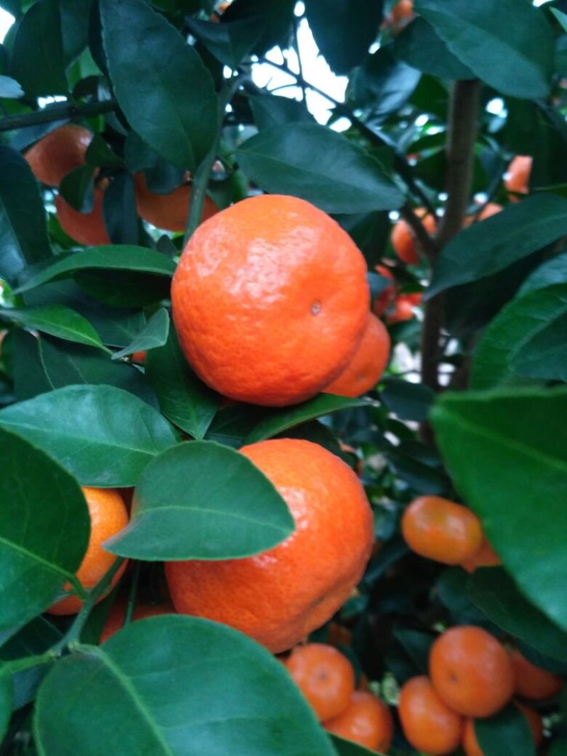 荔浦沙糖桔4~5cm二级