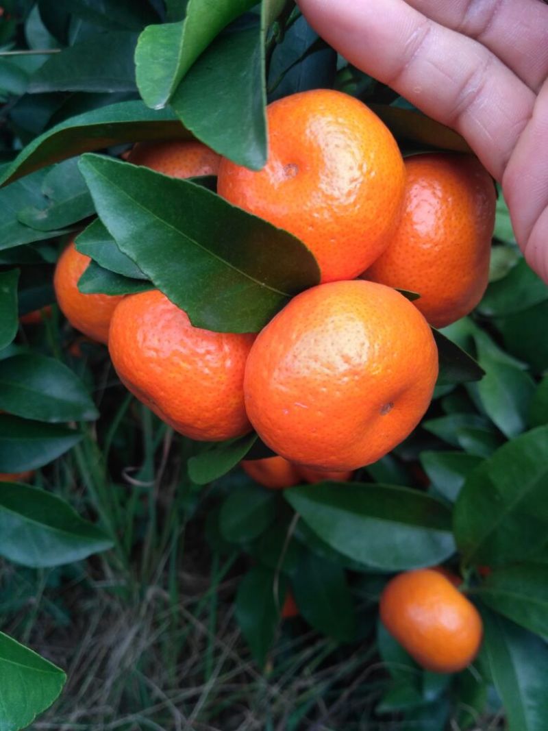 荔浦沙糖桔4~5cm二级