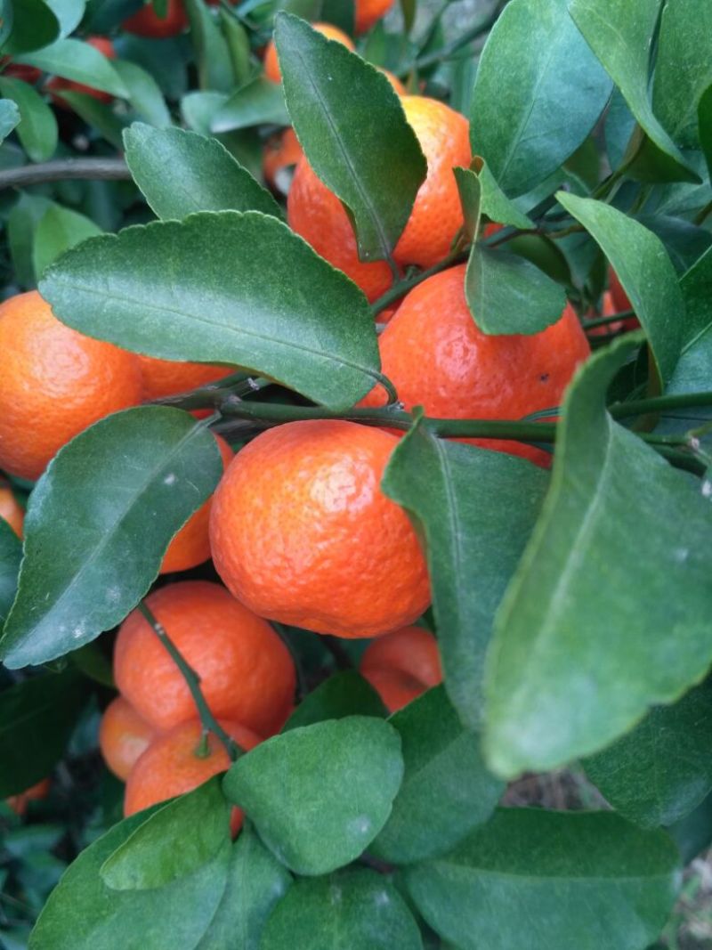 荔浦沙糖桔4~5cm二级
