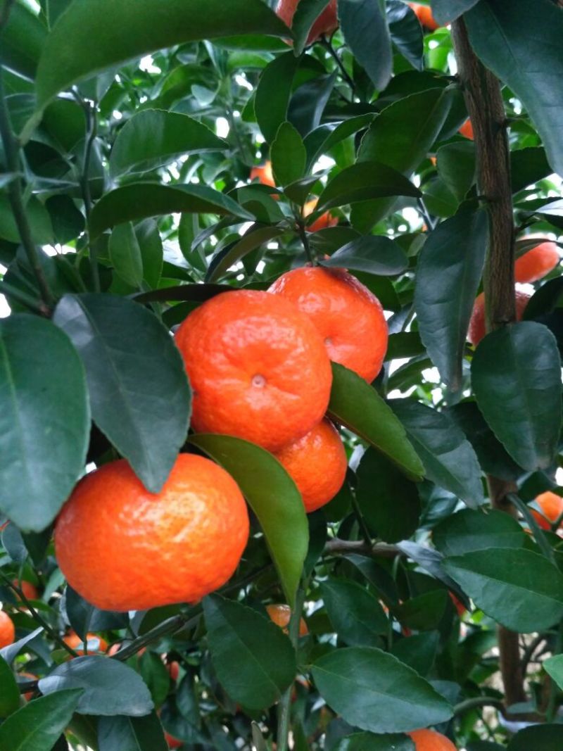 荔浦沙糖桔4~5cm二级
