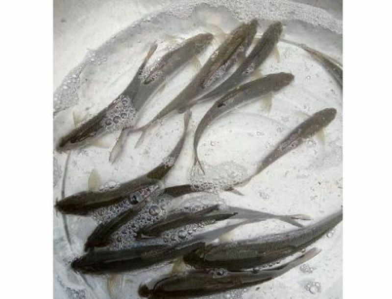 草鱼鱼苗人工养殖鱼苗活鱼
