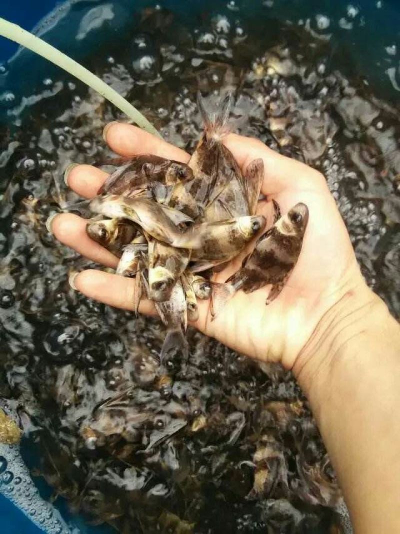 草鱼鱼苗人工养殖鱼苗活鱼