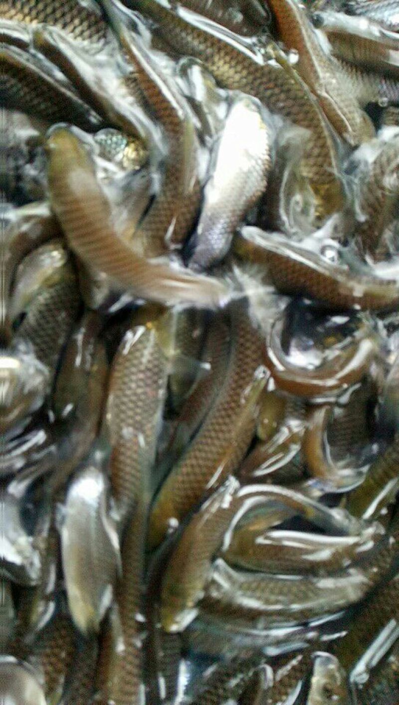 鲫鱼食用