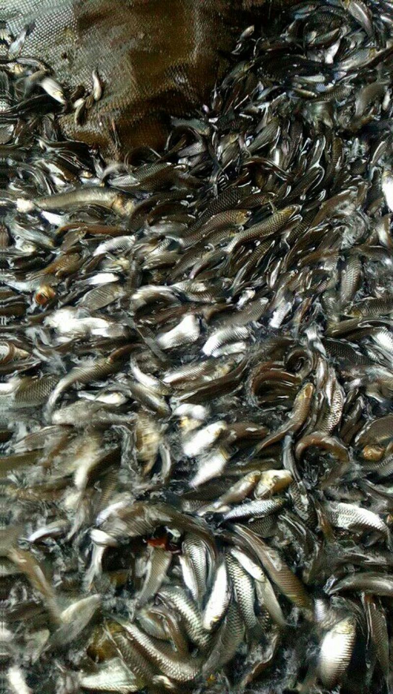 鲫鱼食用