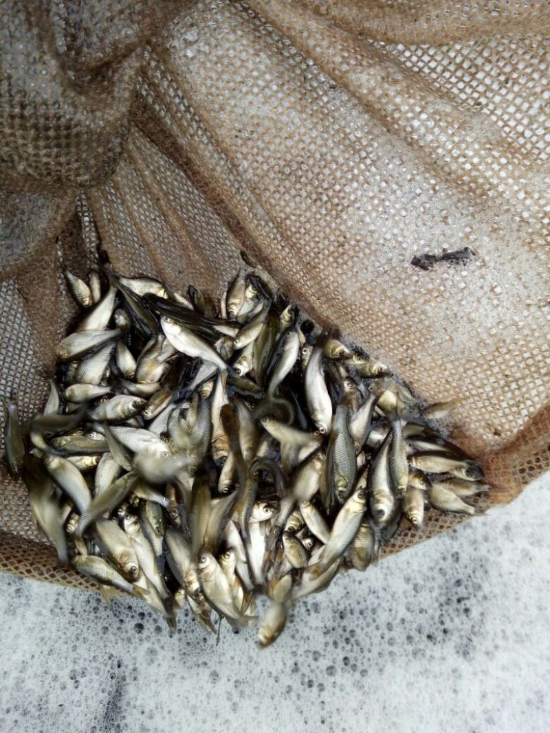 鲫鱼食用