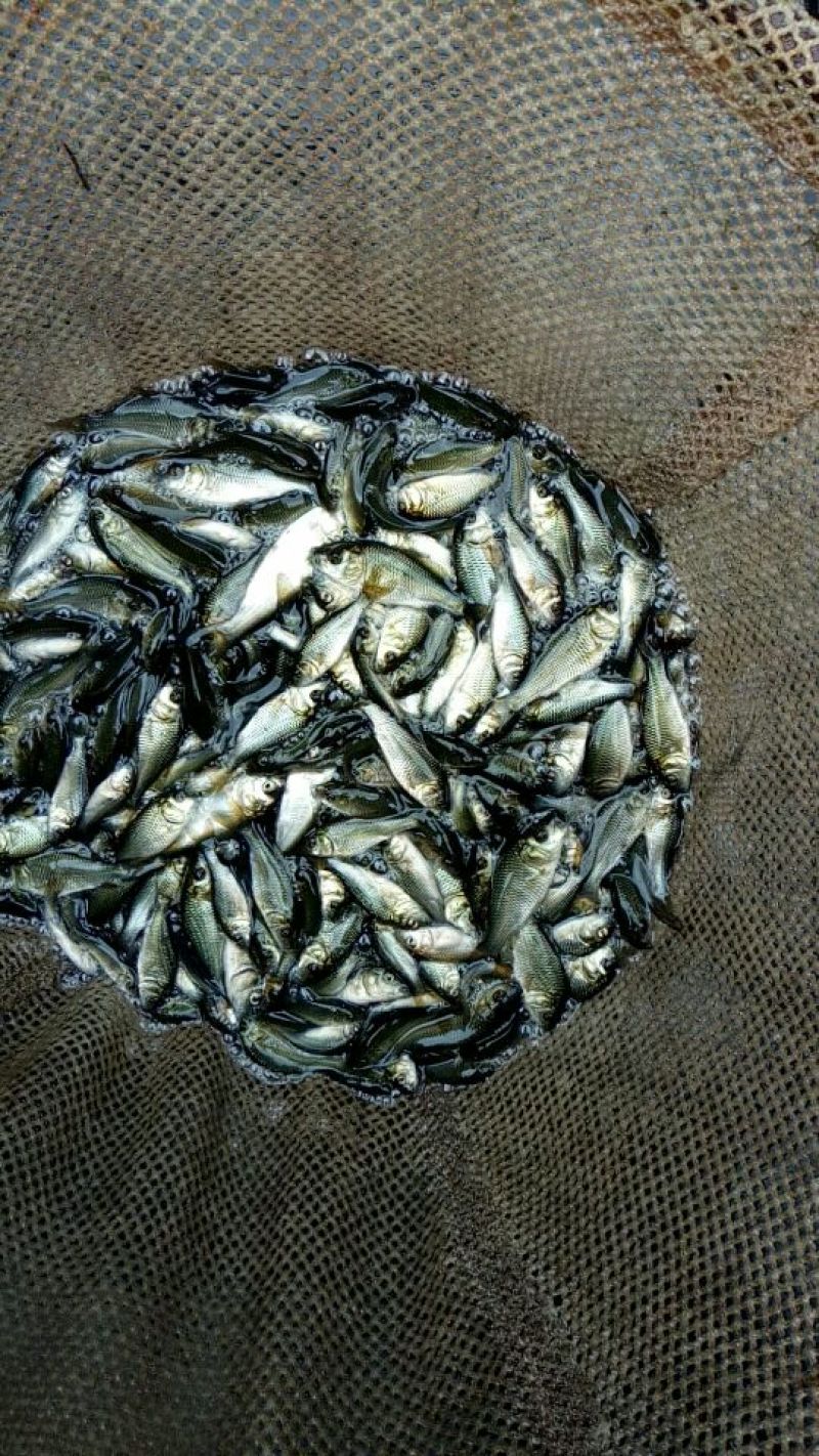 鲫鱼食用
