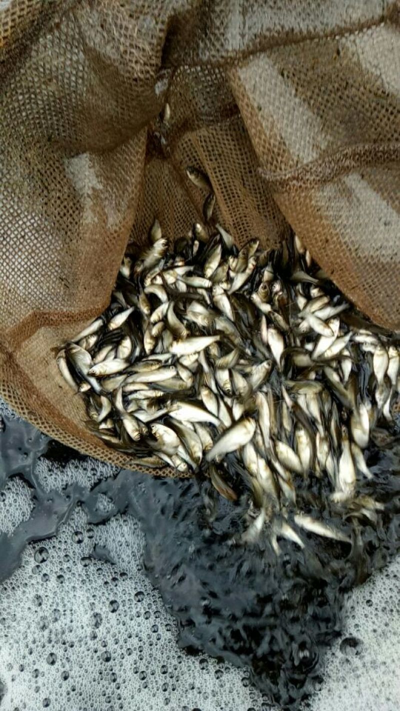 鲫鱼食用