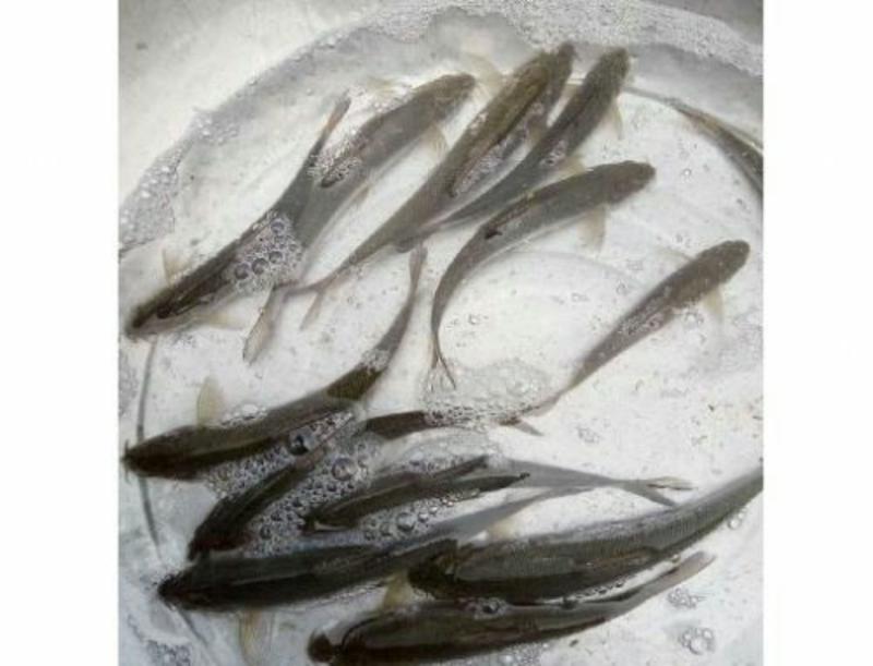 鱼苗，青波各种规格人工养殖活鱼